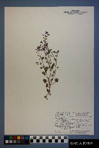 Phacelia glechomifolia image